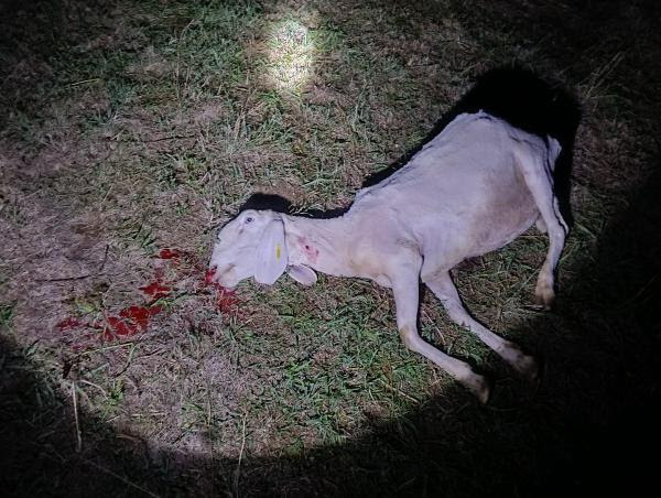 Emergenza fauna selvatica sul Baldo – 12 pecore sbranate in dieci giorni nel centro abitato di Caprino Veronese